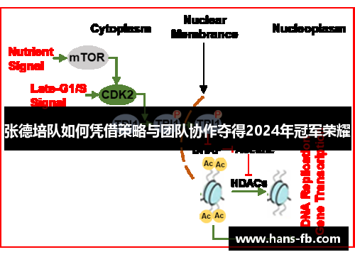 张德培队如何凭借策略与团队协作夺得2024年冠军荣耀